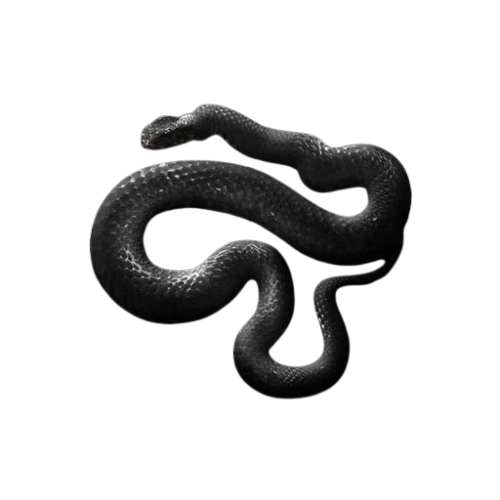 Black Mamba